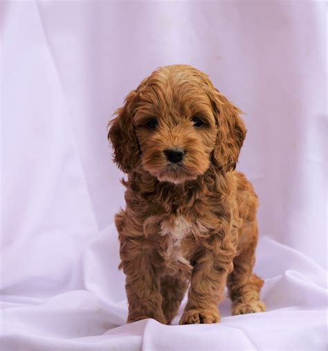 cockapoo puppies for sale.